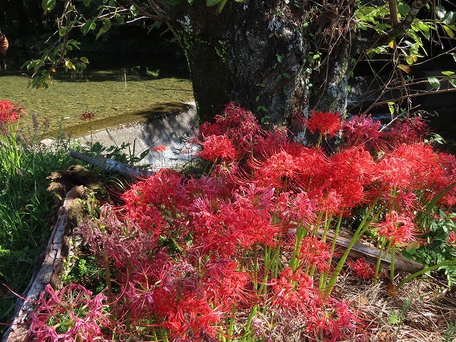 産田川の彼岸花(その1)(撮影:10月2日)_e0321325_18413418.jpg
