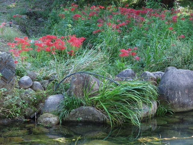 産田川の彼岸花（その1）（撮影：10月2日）_e0321325_18414991.jpg