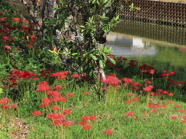 産田川の彼岸花(その1)(撮影:10月2日)_e0321325_18421723.jpg