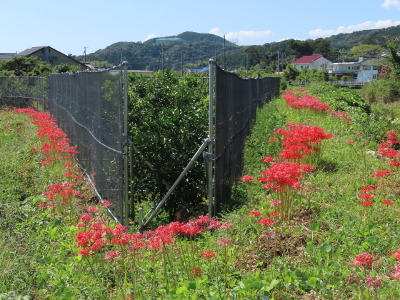 産田川の彼岸花(その2)(撮影:10月2日)_e0321325_19000922.jpg