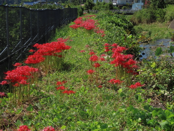 産田川の彼岸花(その2)(撮影:10月2日)_e0321325_19002685.jpg