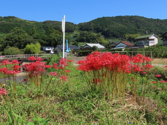 産田川の彼岸花(その2)(撮影:10月2日)_e0321325_19014297.jpg