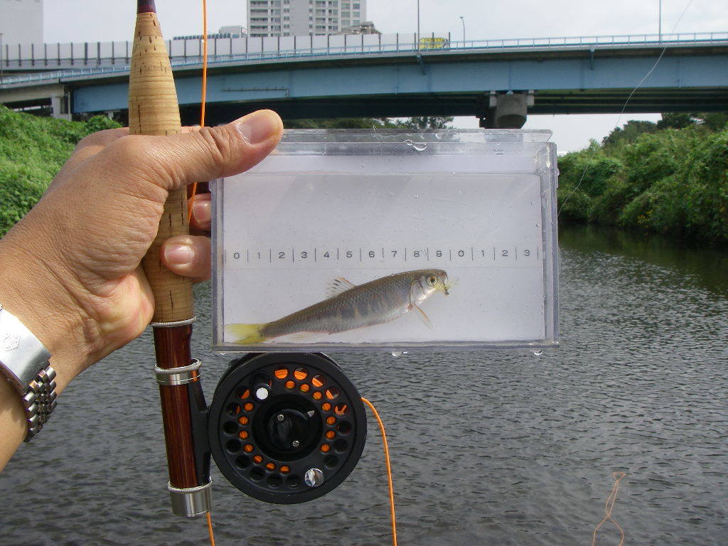 多摩川の本流を流してみました 二子玉川 で ｆｆ Fly Fishing