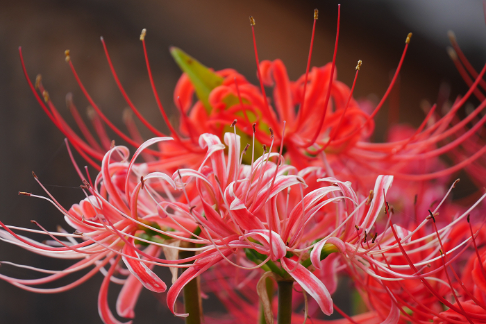 夏の終わりの花火（彼岸花）_f0219459_00022254.jpg