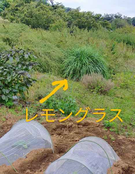 秋、どこ行った?_d0345667_15133063.jpg