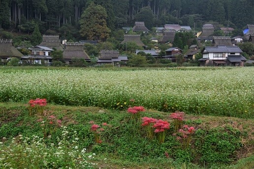 コスモスとソバの花が咲くかやぶきの里　　美山町_c0303868_04444010.jpg