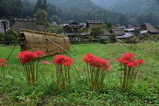 コスモスとソバの花が咲くかやぶきの里　　美山町_c0303868_04465332.jpg