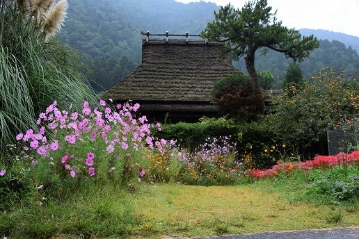 コスモスとソバの花が咲くかやぶきの里　　美山町_c0303868_04475797.jpg