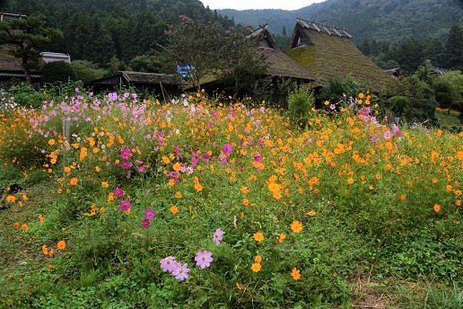 コスモスとソバの花が咲くかやぶきの里　　美山町_c0303868_04494511.jpg