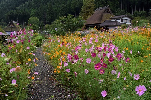 コスモスとソバの花が咲くかやぶきの里　　美山町_c0303868_06254773.jpg