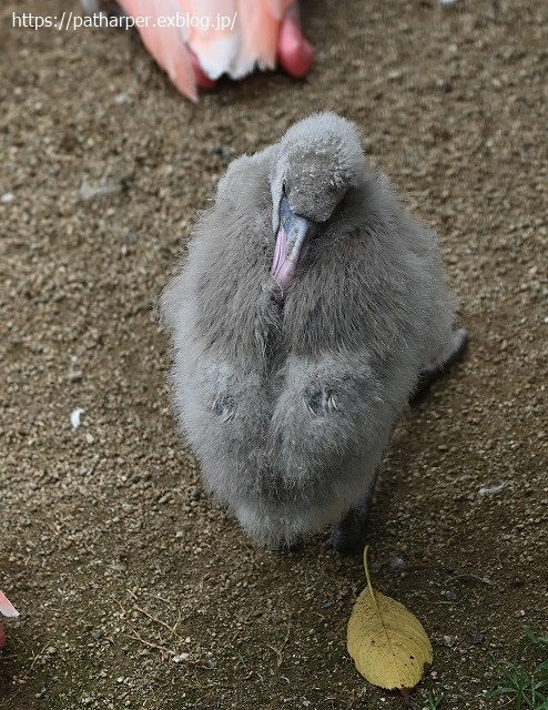 ２０２０年９月　王子動物園２　その３　11:00の旦旦_a0052986_07283465.jpg