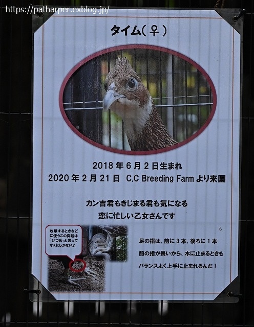 ２０２０年９月　王子動物園２　その３　11:00の旦旦_a0052986_07311141.jpg