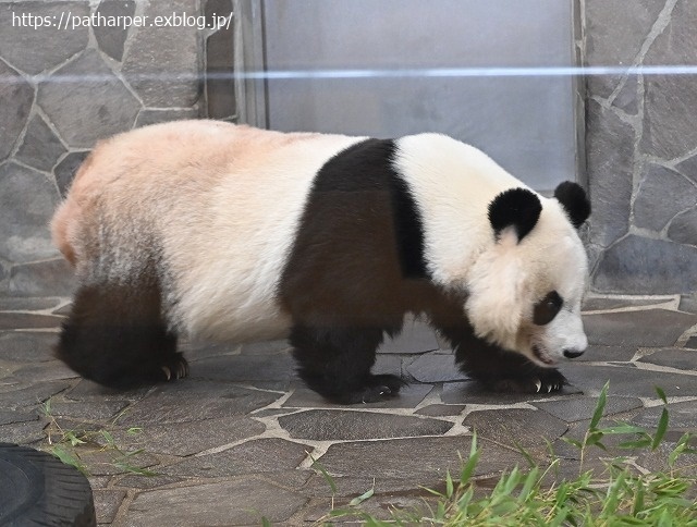 ２０２０年９月　王子動物園２　その３　11:00の旦旦_a0052986_07360191.jpg