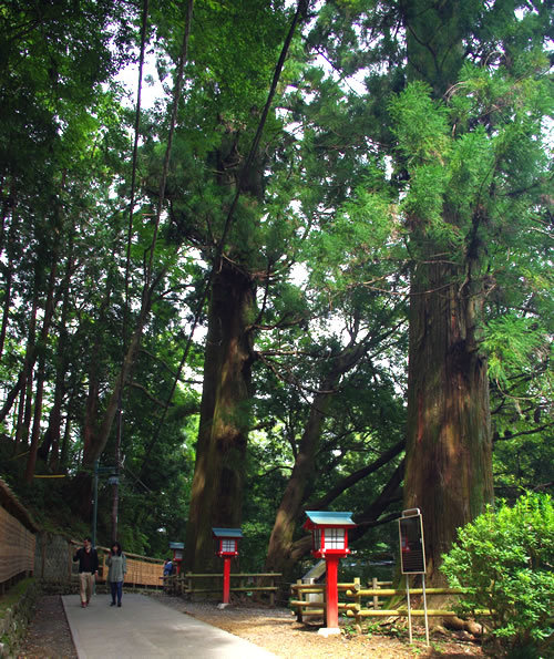 八王子見て歩記 高尾山のスギ並木 八王子見て歩記