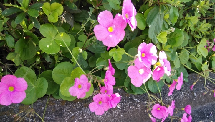 花カタバミ オキザリスの咲き始め 10 07 徳ちゃん便り 花カタバミ オキザリスの咲き始め 10 07 徳ちゃん便り