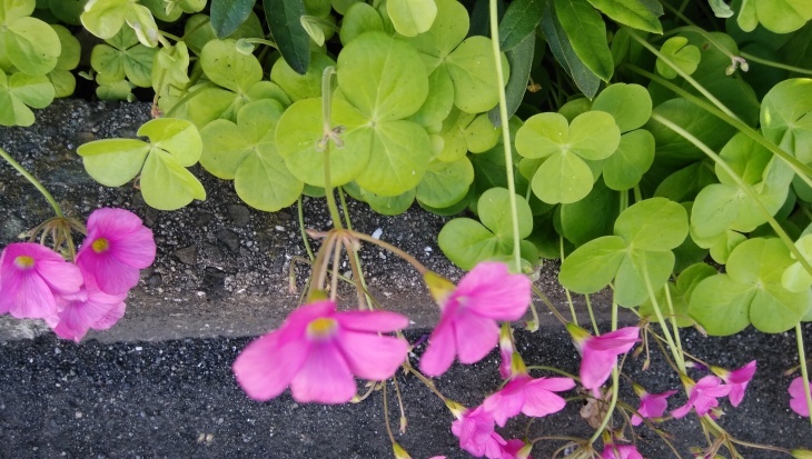 花カタバミ オキザリスの咲き始め 10 07 徳ちゃん便り 花カタバミ オキザリスの咲き始め 10 07 徳ちゃん便り