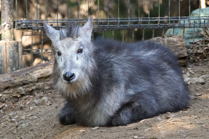 コバトンロードのカモシカ親子 埼玉県こども動物自然公園 November 19 後編 続々 動物園ありマス