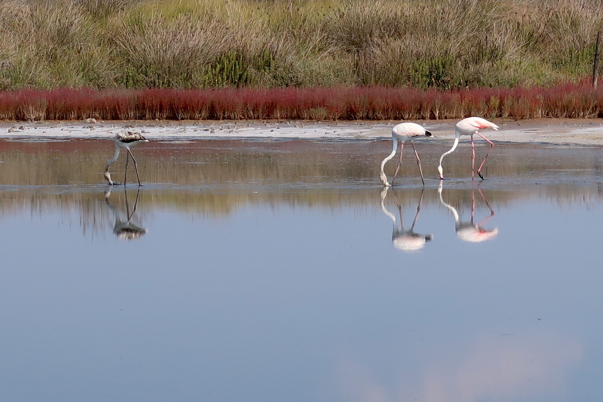 フラミンゴ水鏡きれいチルチェーオ国立公園、ラッツィオ_f0234936_23564654.jpg