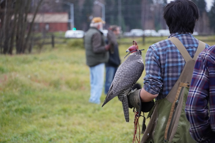 ハヤブサ使い Falconer_b0135948_15333841.jpg