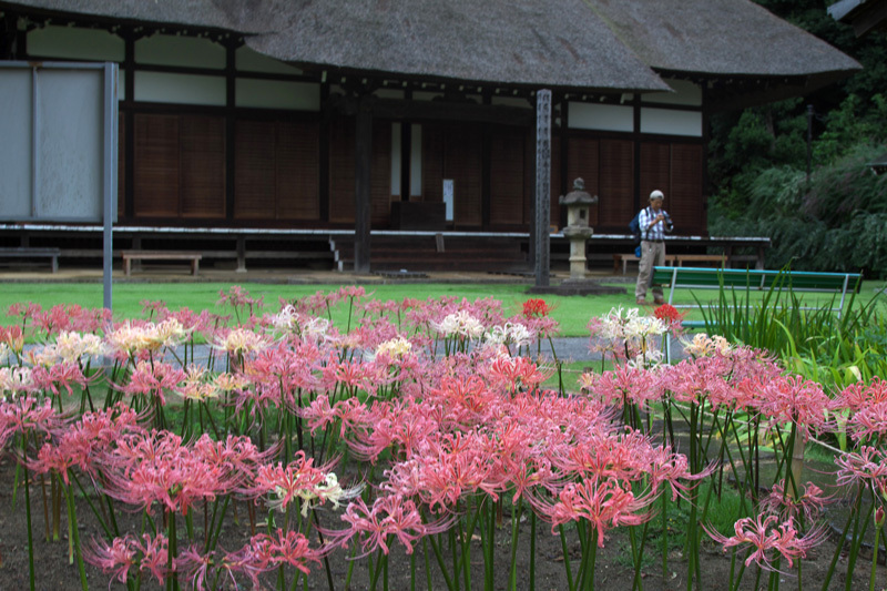 西方寺の彼岸花_e0140650_02174182.jpg