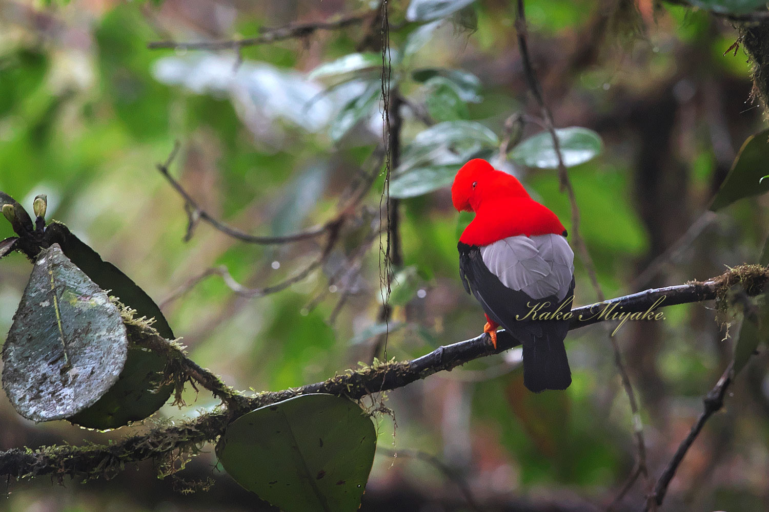 アンデスイワドリ Andean Cock Of The Rock エクアドル探鳥旅行記 ぼちぼち と 野鳥大好き O アンデスイワドリ Andean Cock Of The Rock エクアドル探鳥旅行記 ぼちぼち と 野鳥大好き O