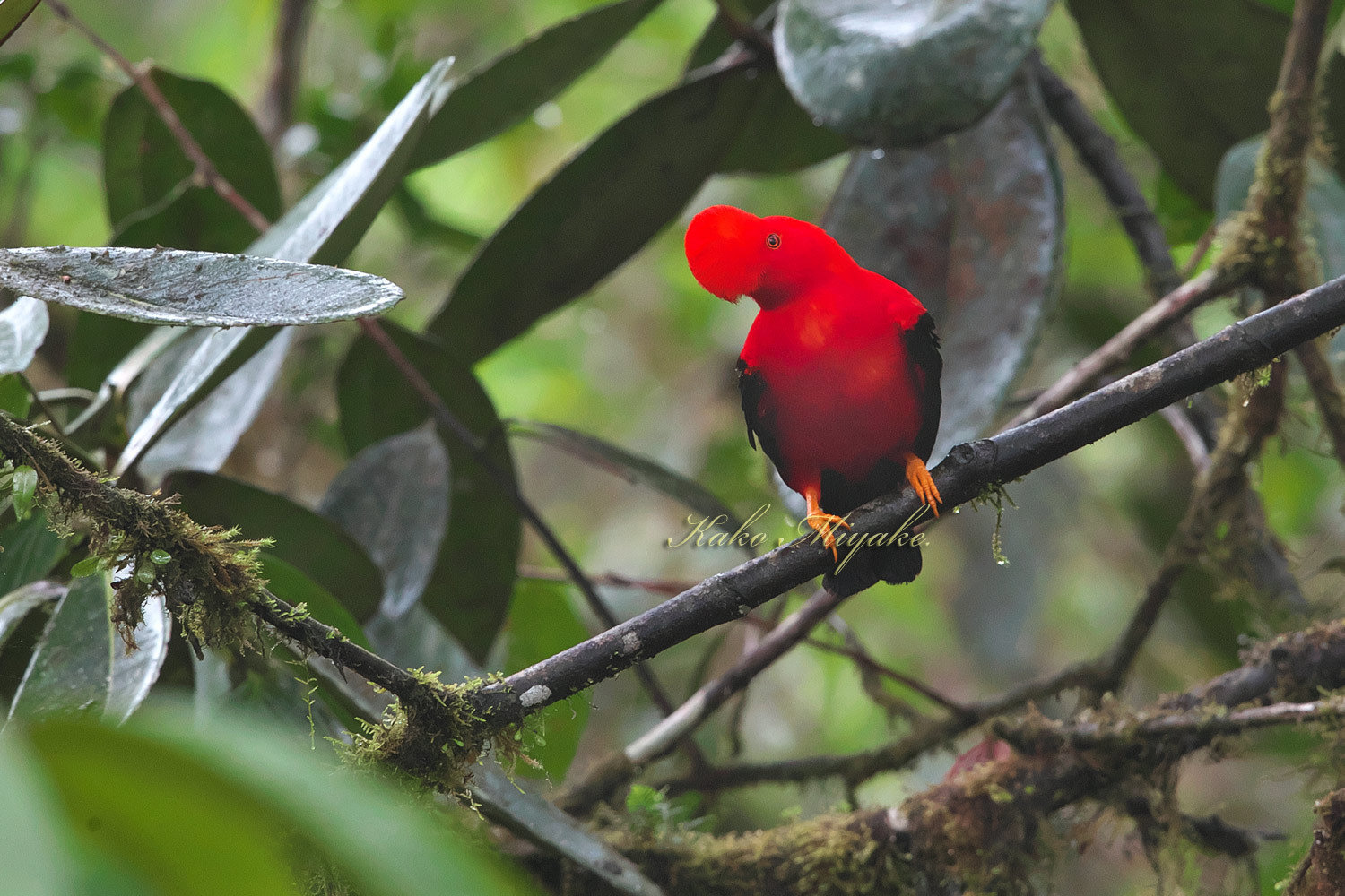 アンデスイワドリ Andean Cock Of The Rock エクアドル探鳥旅行記 ぼちぼち と 野鳥大好き O アンデスイワドリ Andean Cock Of The Rock エクアドル探鳥旅行記 ぼちぼち と 野鳥大好き O