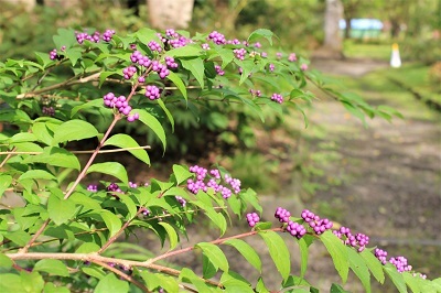 弘前城植物園を秋さんぽ_2020.10.07_d0131668_12034552.jpg