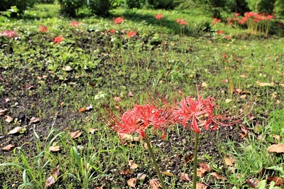 弘前城植物園を秋さんぽ_2020.10.07_d0131668_12034605.jpg