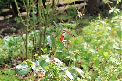 弘前城植物園を秋さんぽ_2020.10.07_d0131668_12034616.jpg