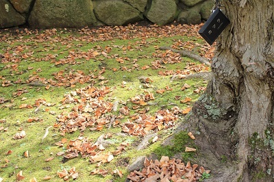 弘前城植物園を秋さんぽ_2020.10.07_d0131668_12034643.jpg