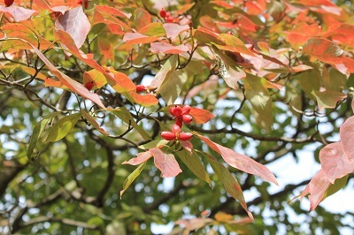 弘前城植物園を秋さんぽ_2020.10.07_d0131668_12034725.jpg