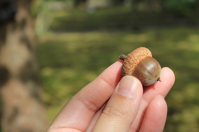 弘前城植物園を秋さんぽ_2020.10.07_d0131668_12095312.jpg