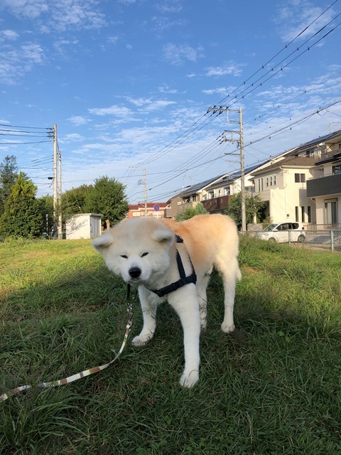 お洗濯日和のはずが_c0257276_15095521.jpg