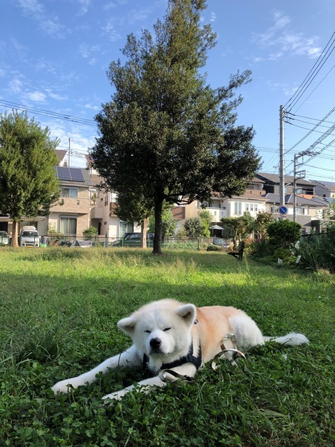 お洗濯日和のはずが_c0257276_15100182.jpg
