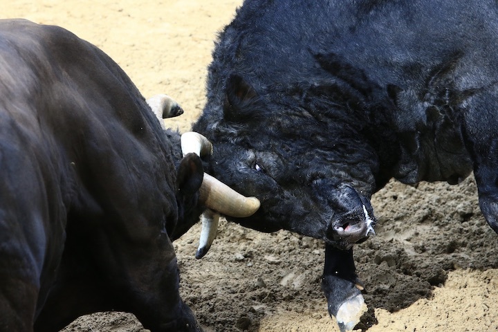 9/20 山古志闘牛 新宅-牧野郷_b0016600_00274192.jpeg