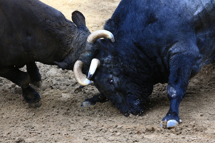 9/20 山古志闘牛 新宅-牧野郷_b0016600_00301373.jpg