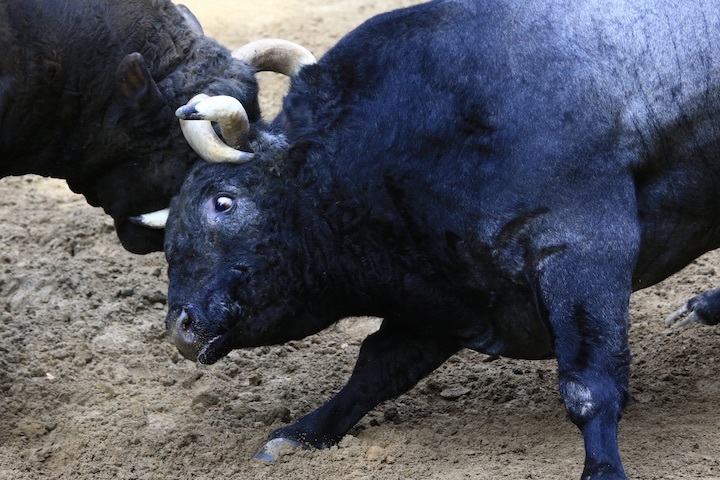 9/20 山古志闘牛 新宅-牧野郷_b0016600_00303597.jpeg