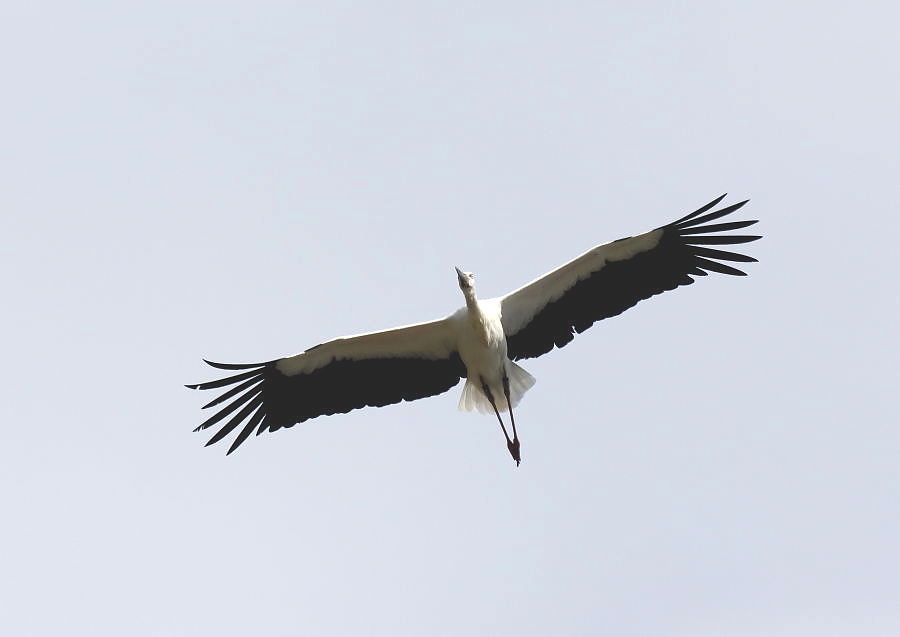 コウノトリを見に行きました。_c0406000_11080134.jpg