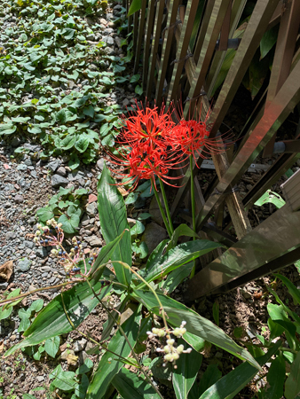10月の庭 2020_f0239100_23074499.jpg