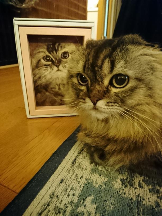フェルトと本物のツーショット_f0329602_20234778.jpg