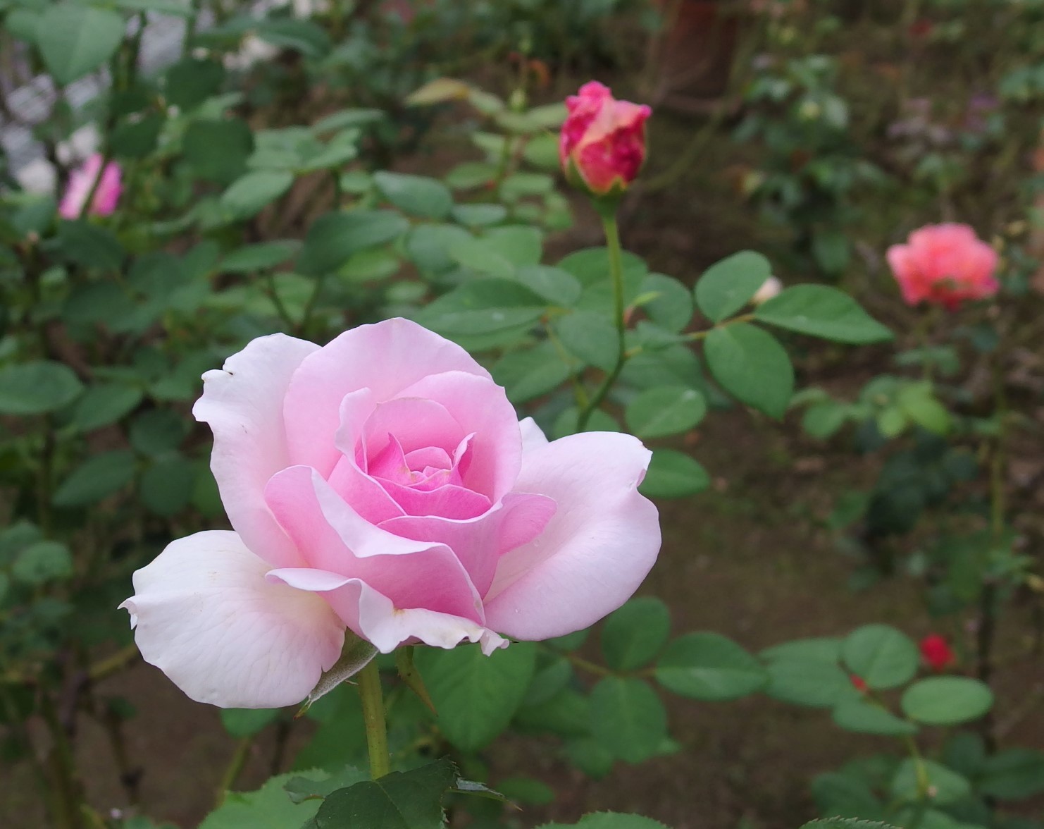 買ってよかったエウリディーチェ 10月上旬 小さな庭でバラさんたちと