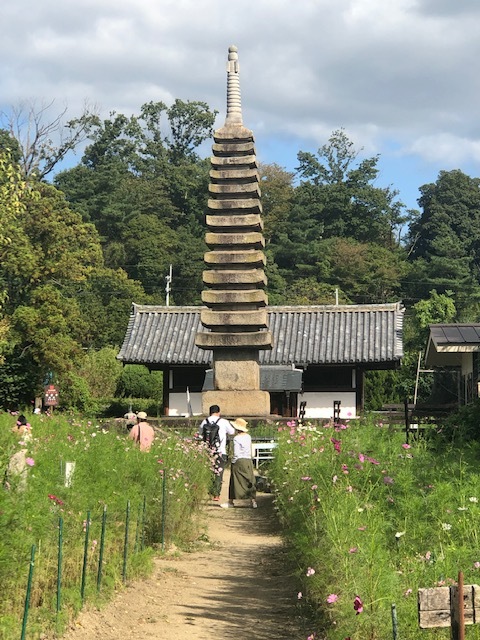 コスモスの般若寺_d0007913_11061610.jpg