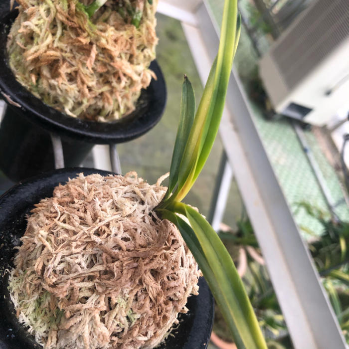 富貴蘭【友禅錦】 | 富貴蘭を楽しんでブログ
