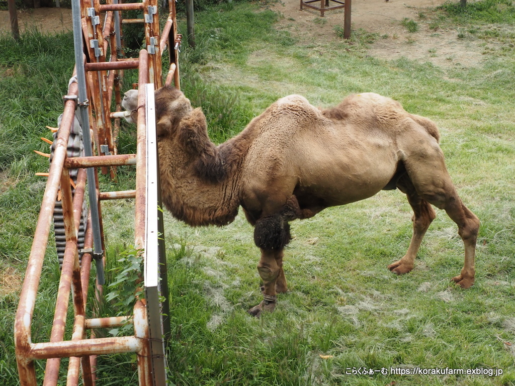 めざせご長寿ラクダ 天王寺ジャックの近況と国内最高齢フタコブ こらくふぁーむ