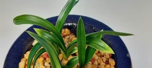 韓国春蘭 (仮)蛍 : 蘭万園日記