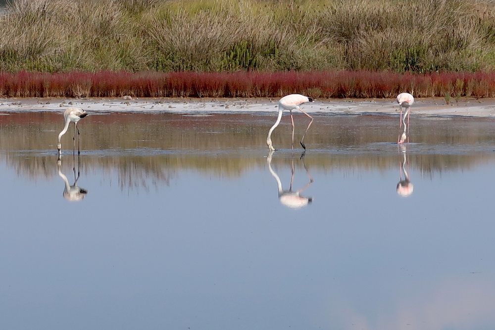 フラミンゴ水鏡きれいチルチェーオ国立公園、ラッツィオ_f0234936_00214455.jpg