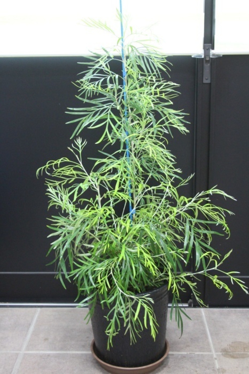 グレビレア バンクシー 鉢植え 大きめ苗 レア品種