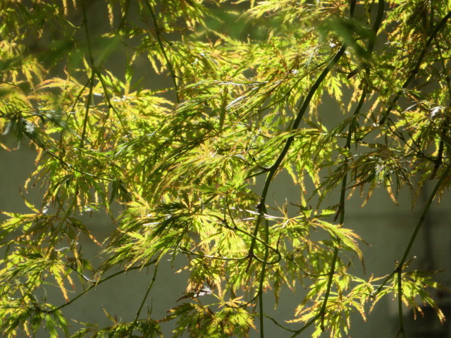 名の如く、秋の花・秋明菊_f0329849_22483676.jpg