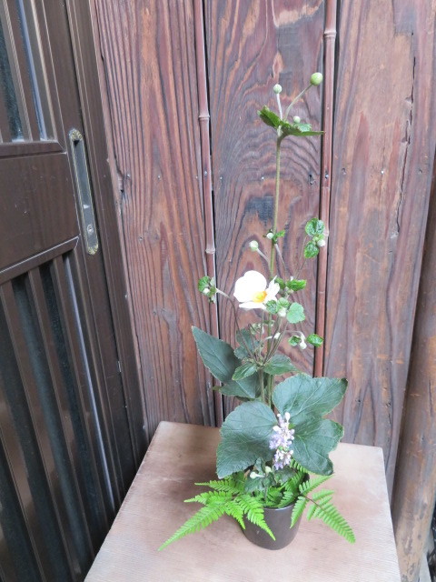 名の如く、秋の花・秋明菊_f0329849_22484743.jpg