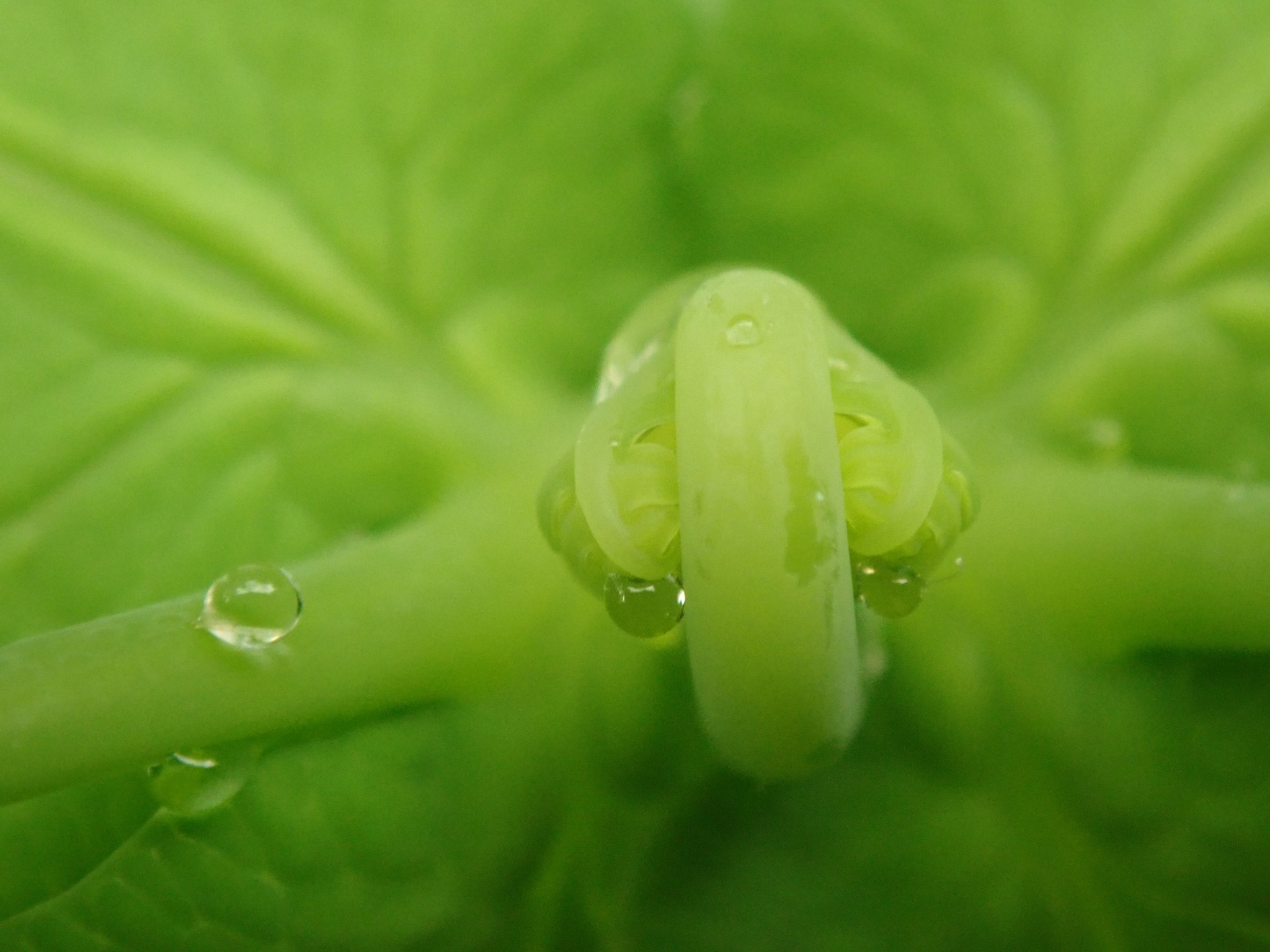 7月16日 もうすぐ梅雨明け_b0160957_09292808.jpg